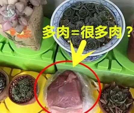 幼兒園老師布置樹(shù)葉收集作業(yè)，萌娃扛來(lái)兩米高‘巨無(wú)霸’樹(shù)葉驚呆全場(chǎng)